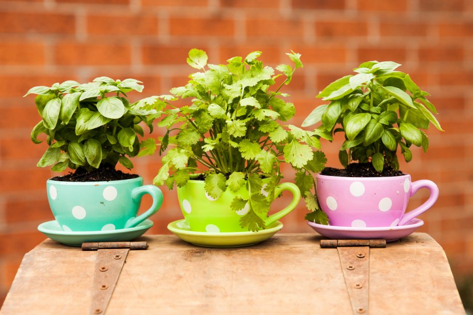 Event Photography at Kempsey Riverside Market